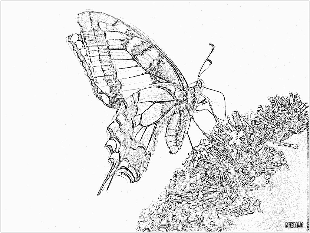 coloriage papillon de profil papillon machaon
