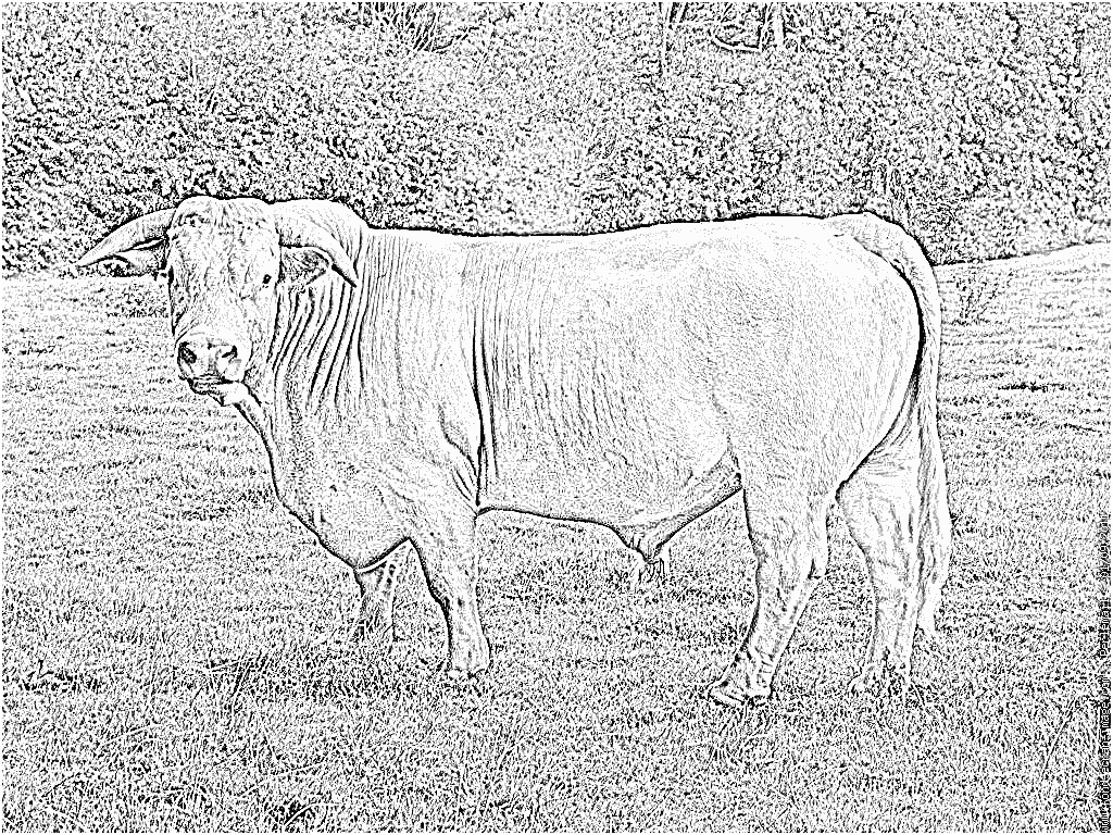coloriage taureau charolais vache charolaise