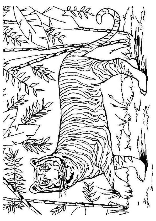 tigre dans la nature