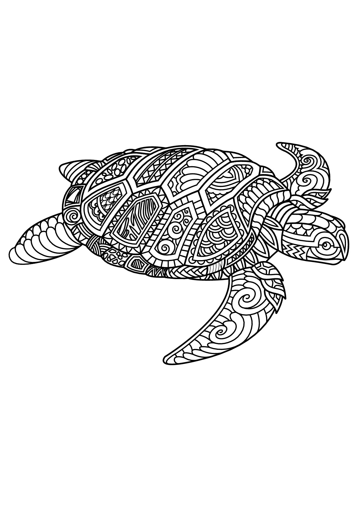 image=tortues coloriage livre gratuit tortue 1