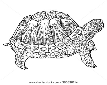 tortoise color