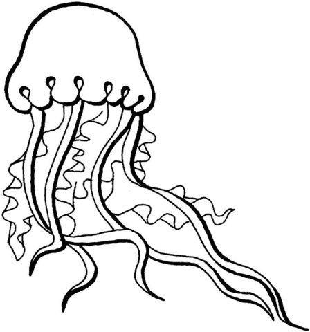 meduse
