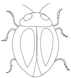 coloriage insect