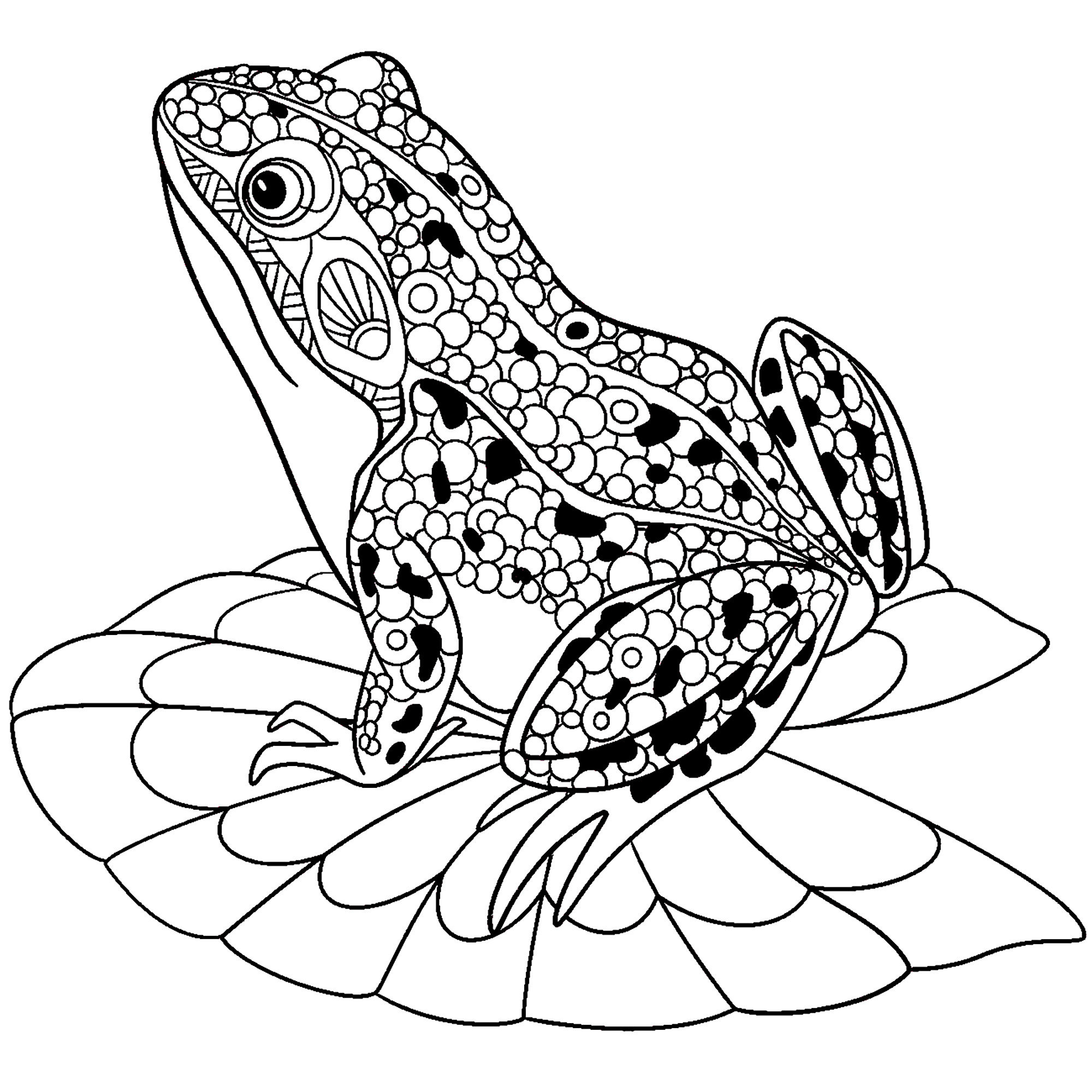 image=grenouilles coloriage jolie grenouille sur nenuphar 1