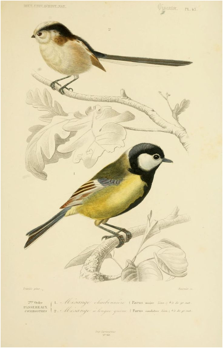 oiseaux