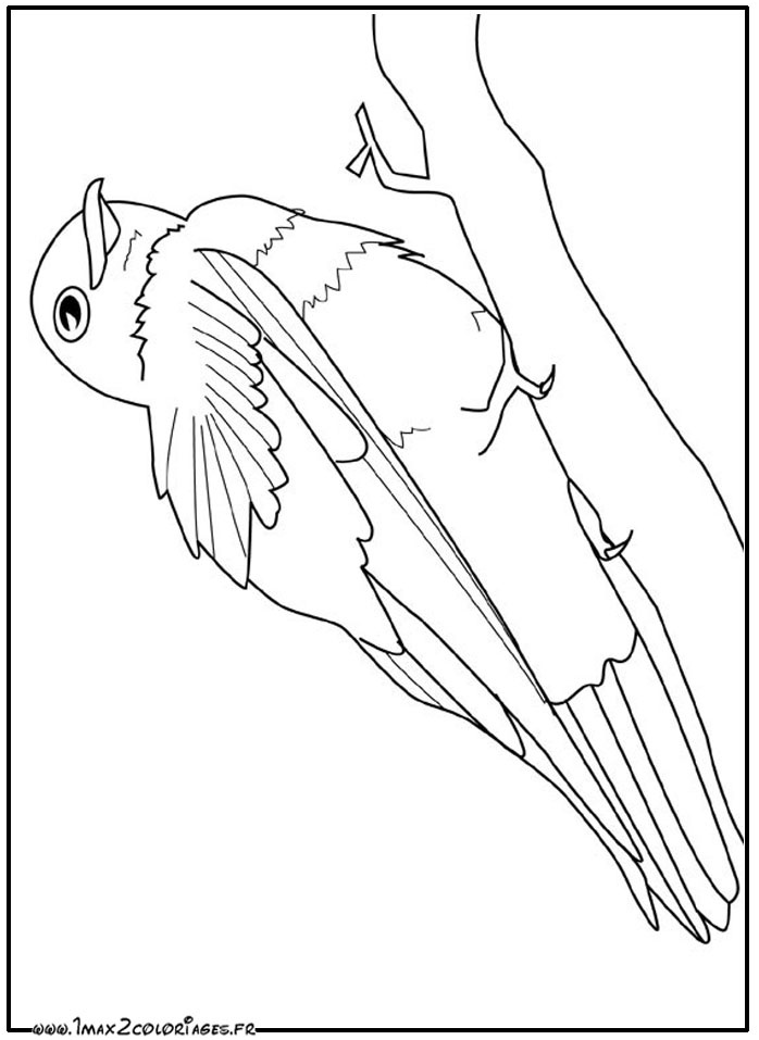 coloriage d oiseaux a imprimer