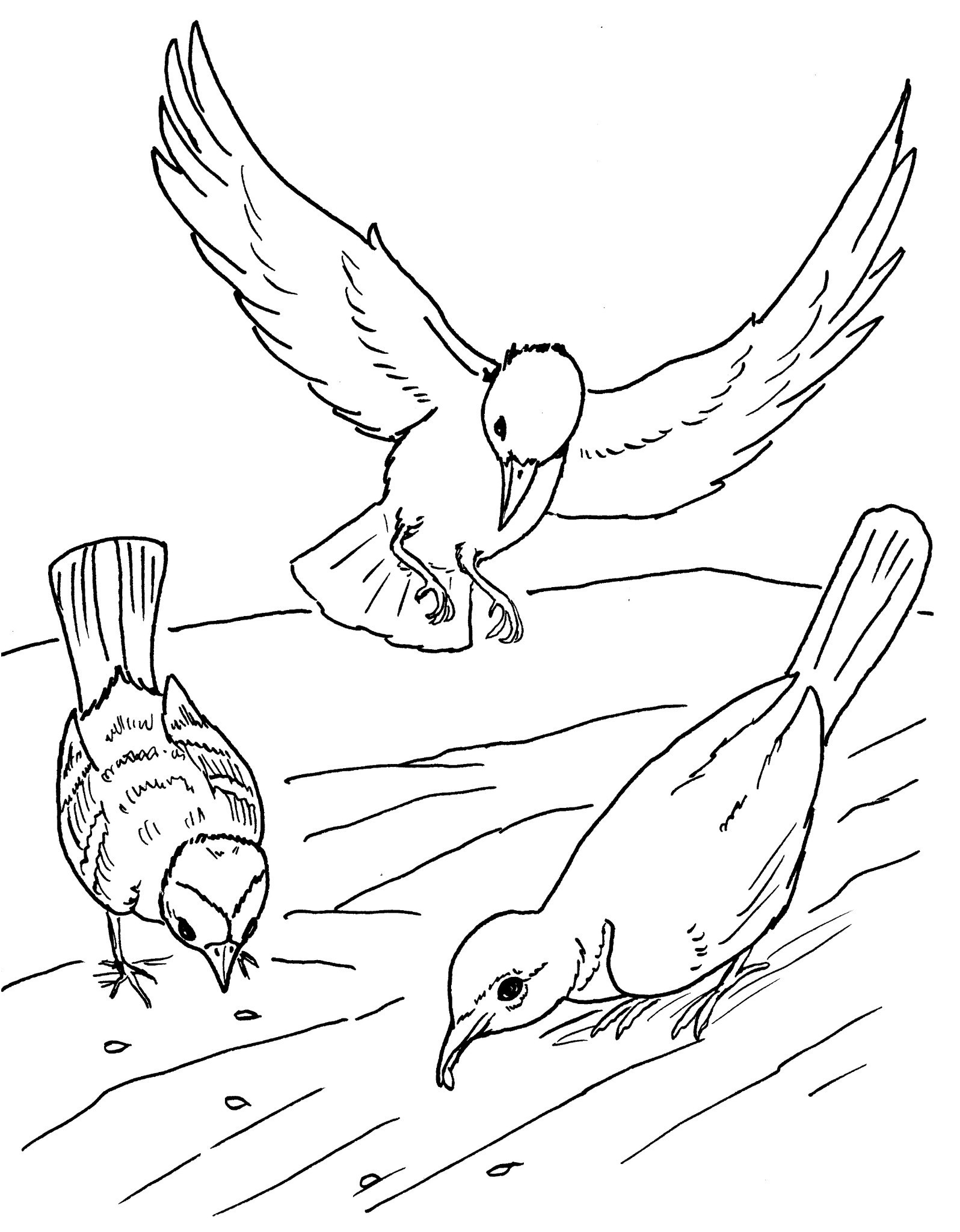 image=oiseaux coloriage oiseaux 4 1