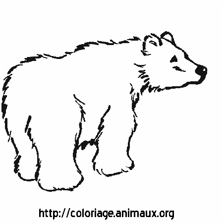 coloriage d ours polaire imprimer