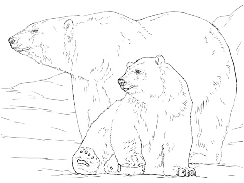 ours polaire avec son petit