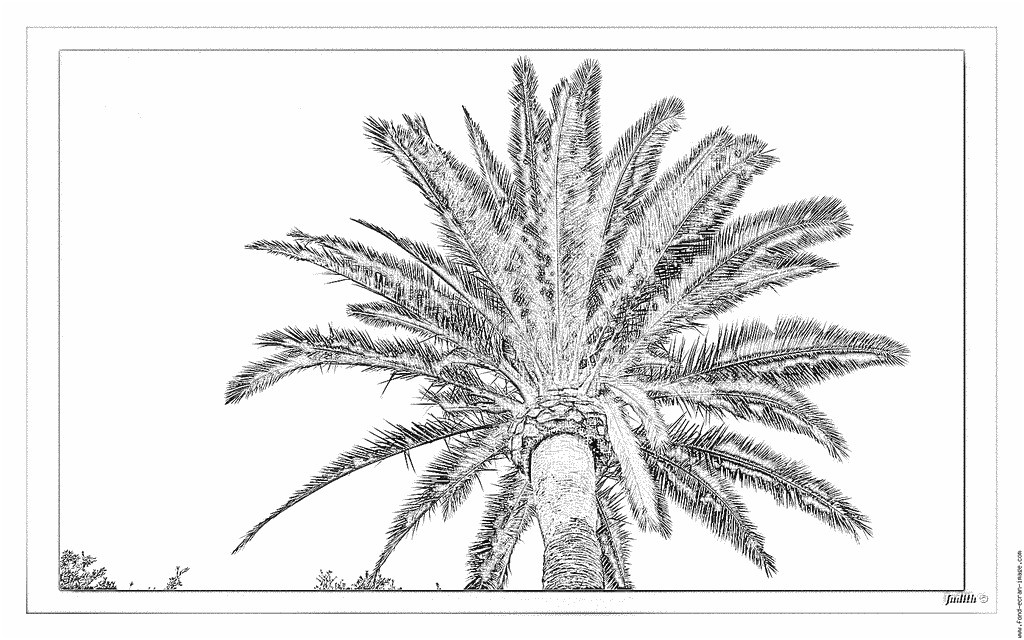 coloriage palmier dattier