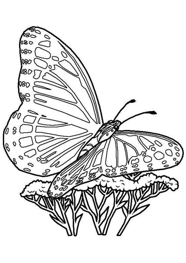 coloriage de papillon sur une fleur best 154 coloriage de papillons et autres insectes ideas on 3