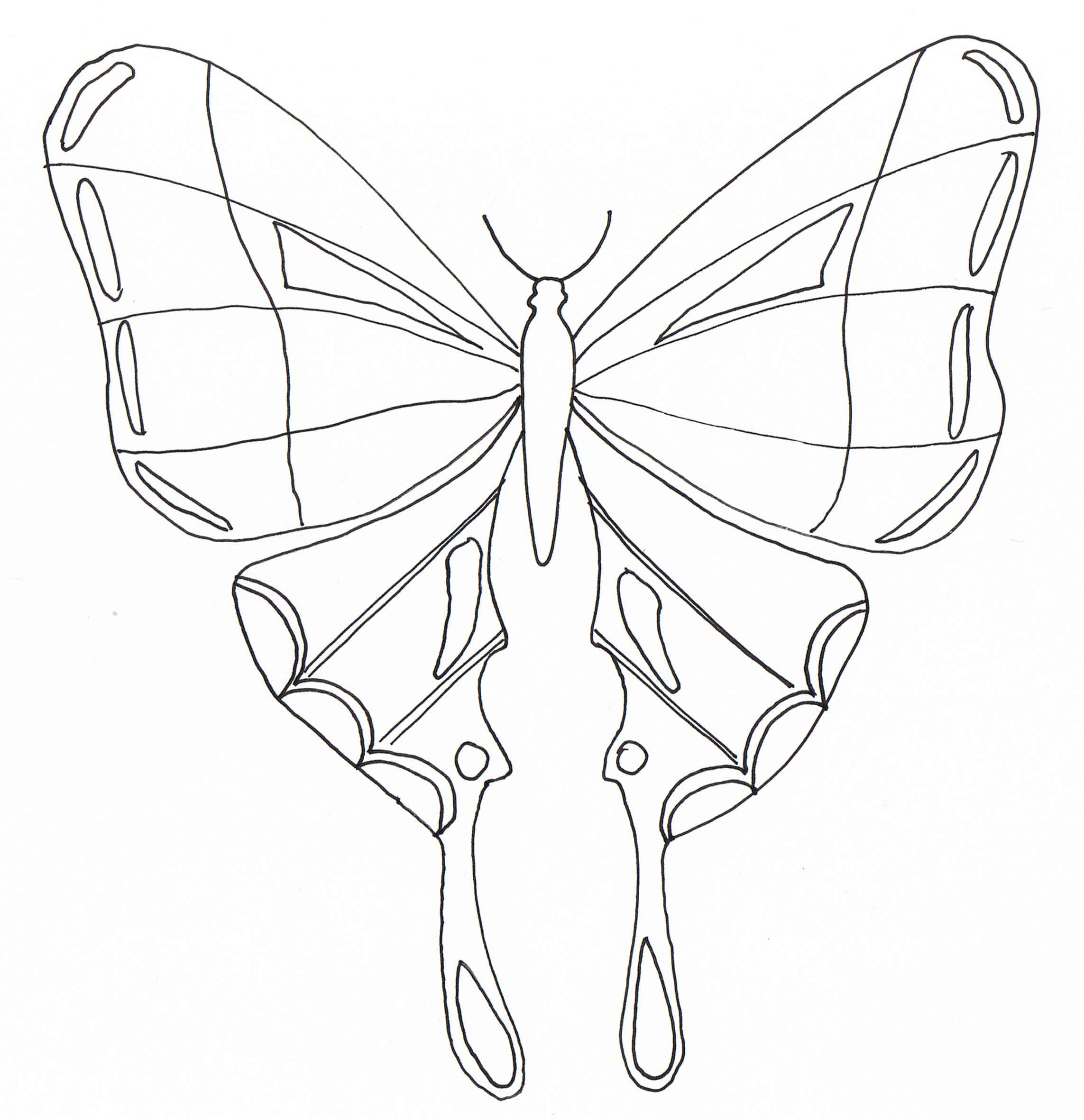 schema papillons