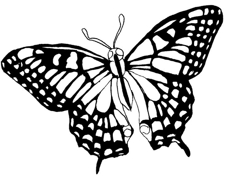 dessin tribal papillion