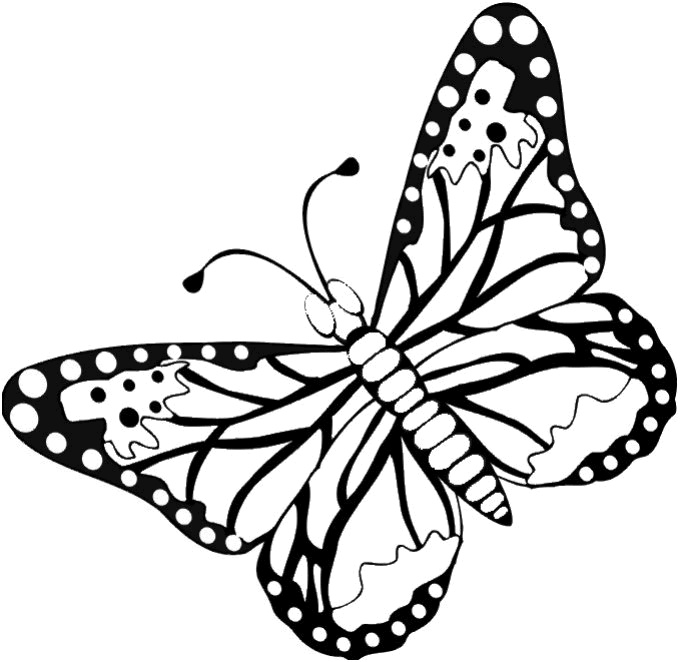 coloriage a imprimer papillons
