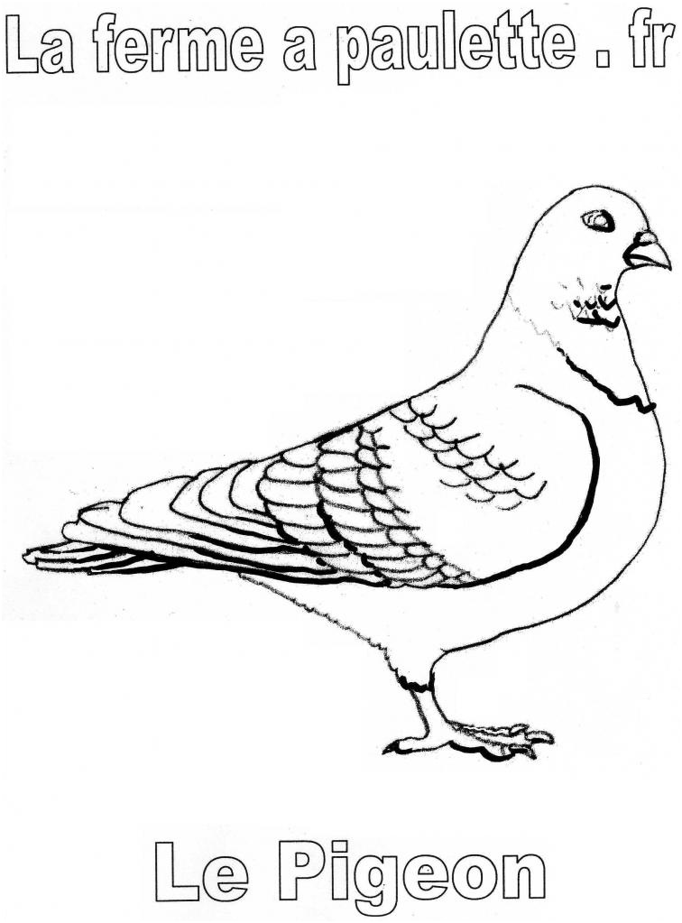 dessin pigeon ramier