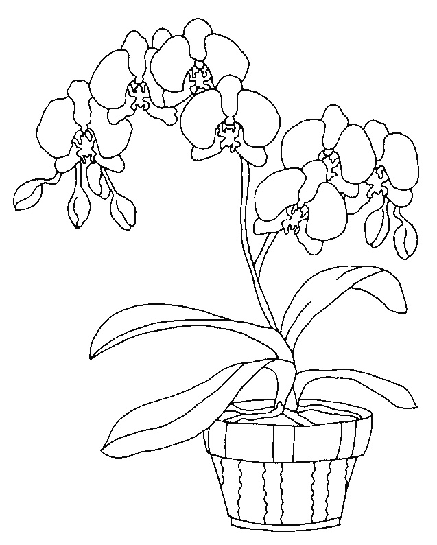 dessin orchidee a imprimer