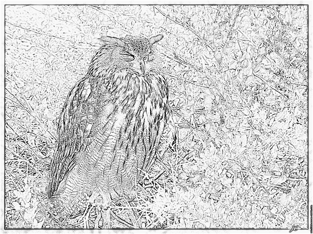 coloriage hibou grand duc 001 oiseau hibou grand duc