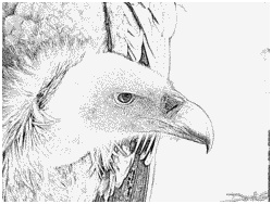 coloriage puy du fou 139 oiseau vautour fauve