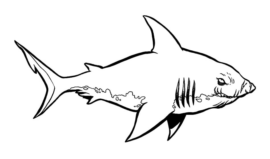 image=requins coloriage requin 12 1