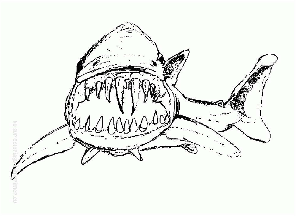 image=requins coloriage requin 15 2