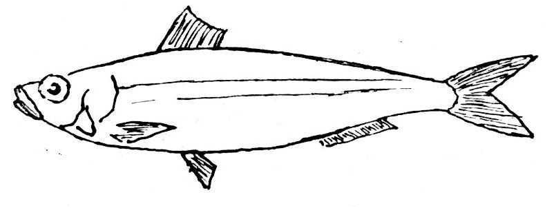 dessin coloriage sardine