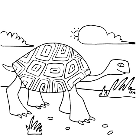 coloriage tortue de terre
