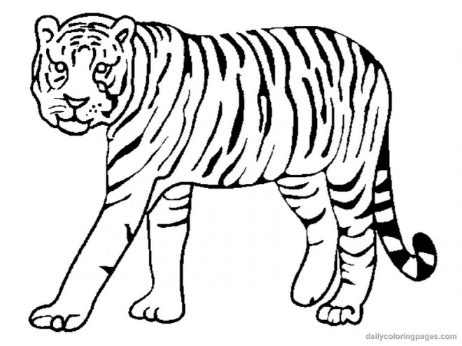 tigre raye