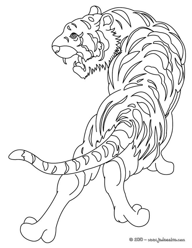 tigre a colorier