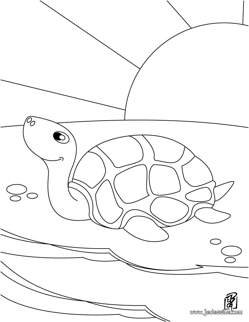 dessin stylise tortue
