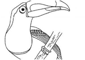 coloriage toucan a imprimer coloriage imprimer un toucan turbulus jeux pour enfants