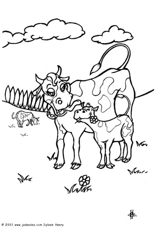 vache et veau en plein air