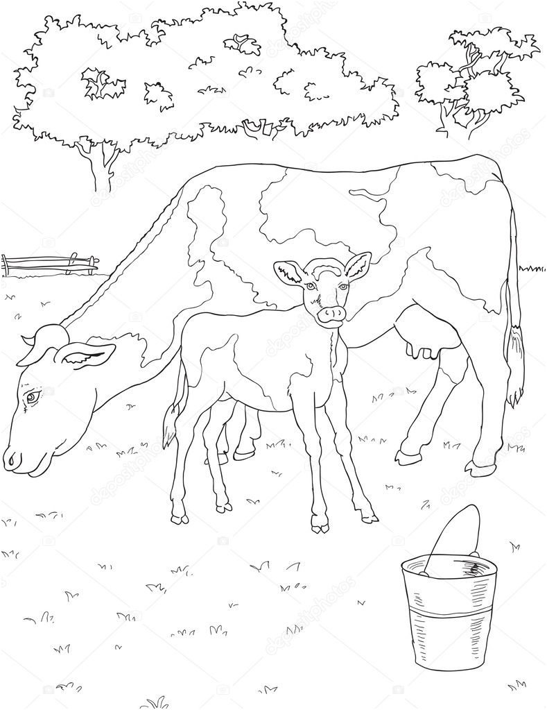 stock illustration coloring cow and calf