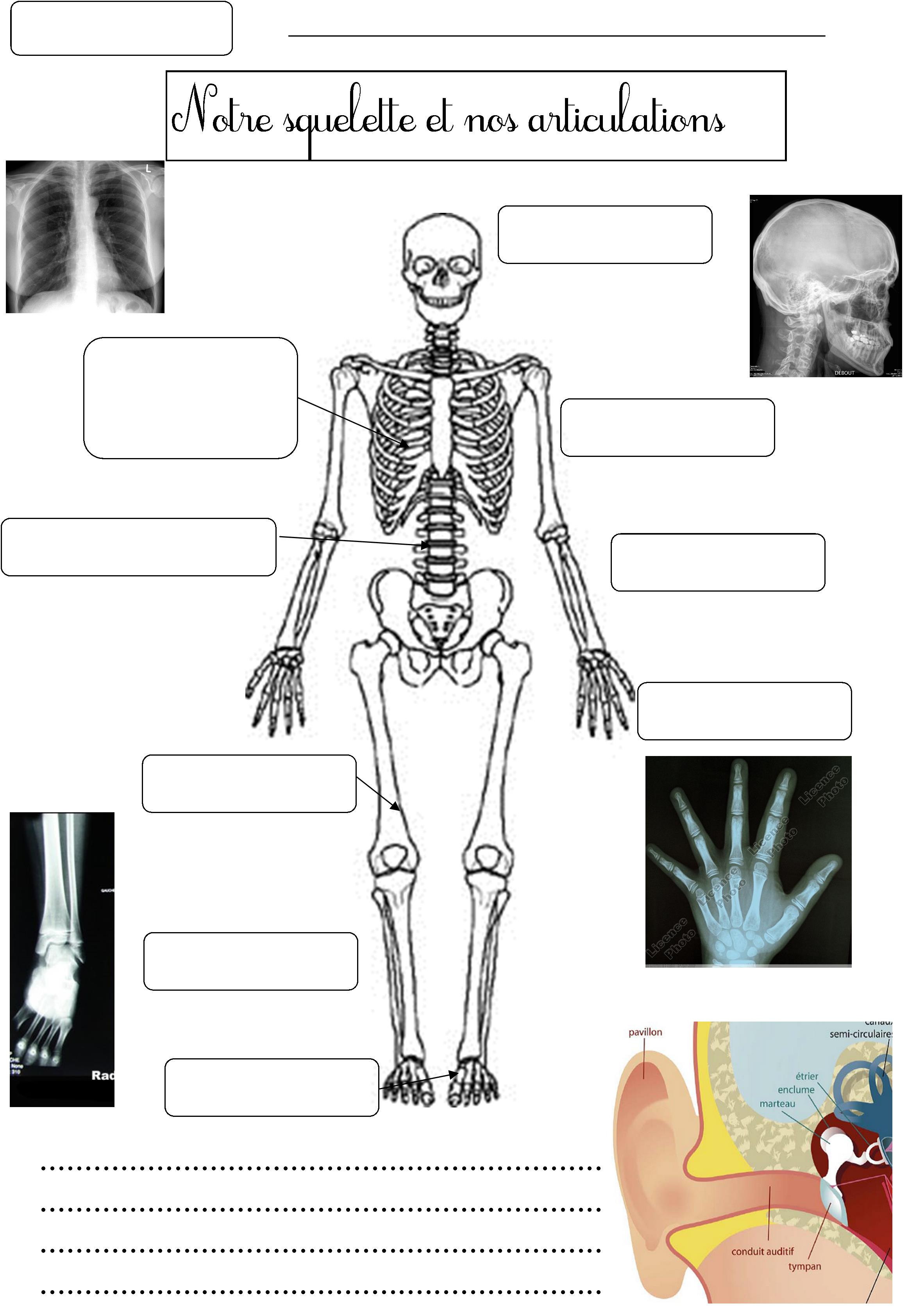 squelette et articulations