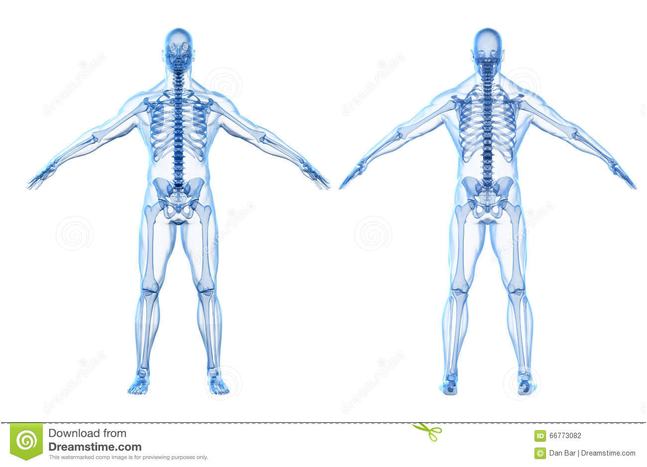 illustration stock d rendent du corps humain et du squelette image
