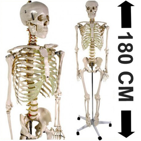 124 squelette humain 180cm squelette du corps humain
