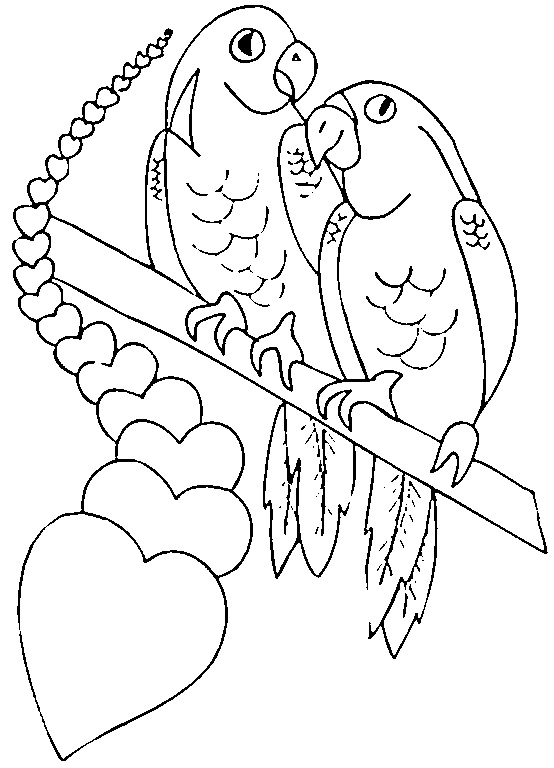 perroquet dessins