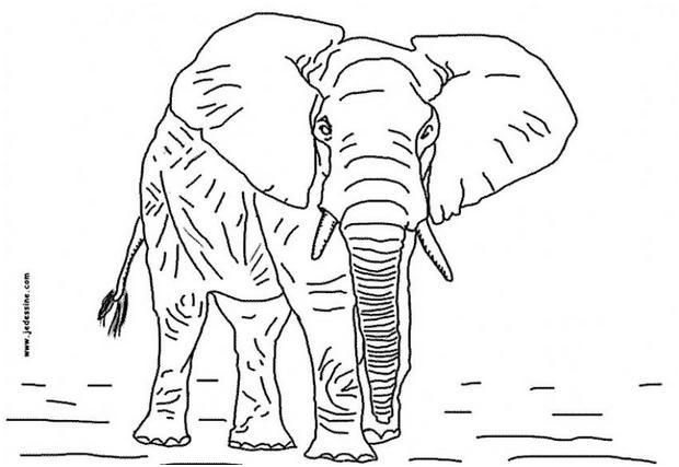 coloriage d un elephant