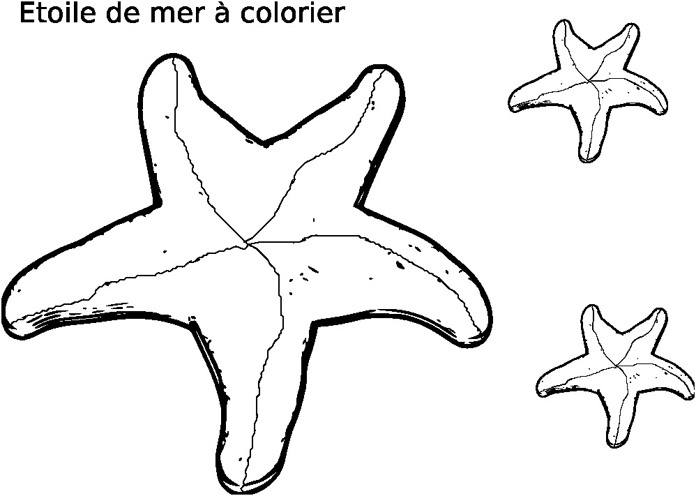coloriage etoile de mer et coquillage best of dessin etoile interesting coloriage creatures de la mer etoile de