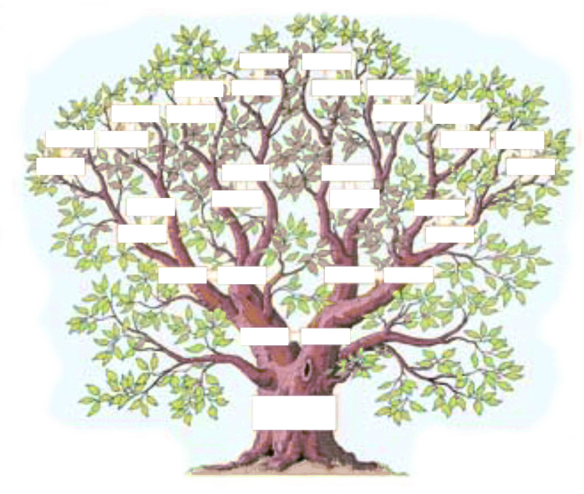 L arbre genealogique exercice