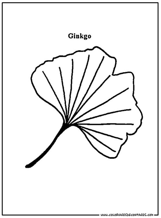 coloriage feuille ginkgo coloriage 55 656 10