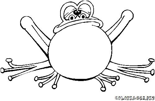 grenouille dessin
