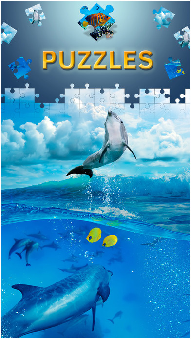 jeux info de dauphin