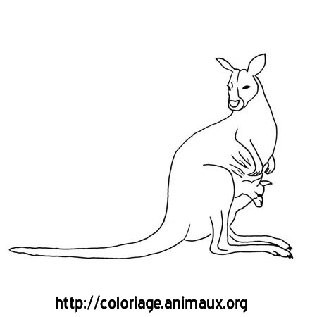 coloriage dessin kangourou