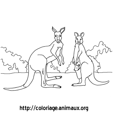 coloriage kangourous et bebe