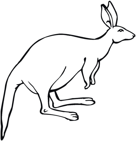 kangourou avec grandes oreilles