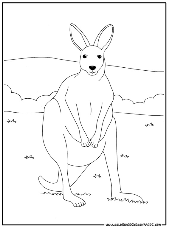 dessin facile kangourou