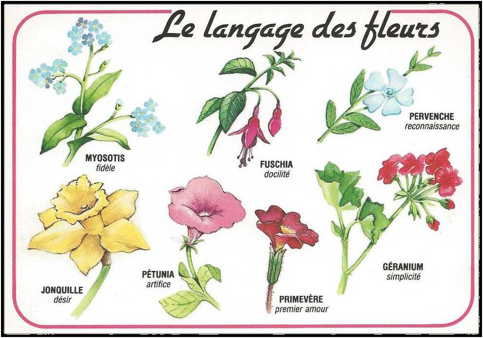 le langage des fleurs