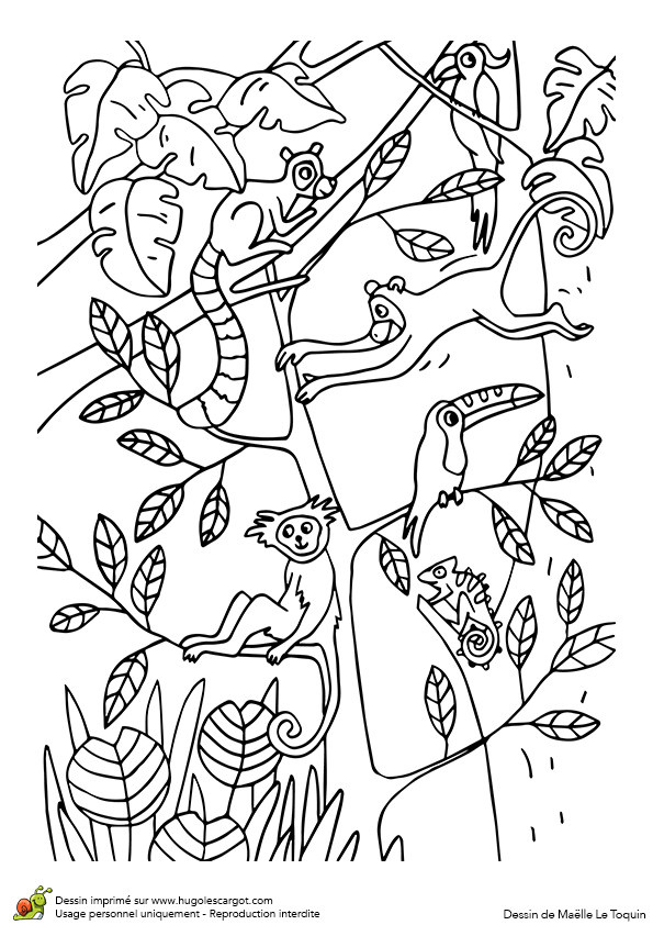 coloriage les as de la jungle awesome coloriage du jeu du cache cache des animaux de la jungle page 4 sur