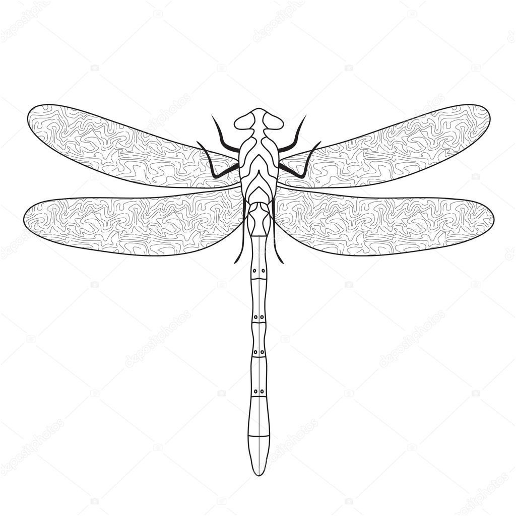 stock illustration dragonfly doodle sketch coloringdragonfly hand