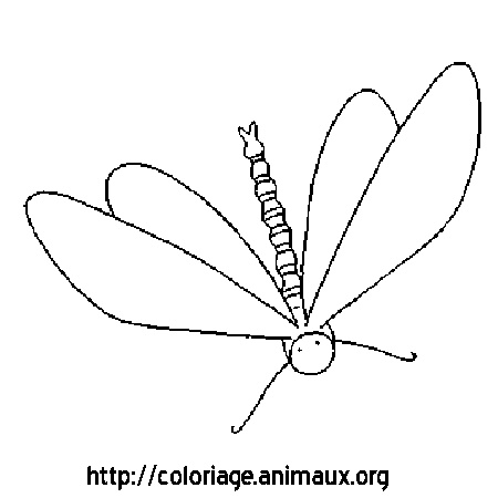 coloriage dessin libellule